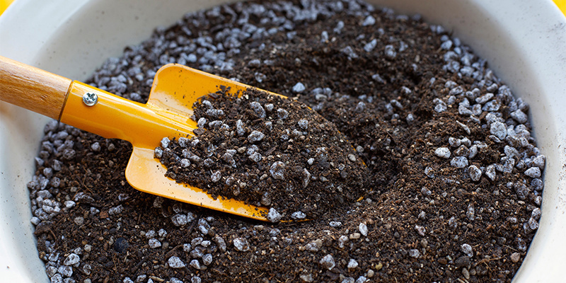 Uprawa Lophophora decipiens: przewodnik krok po kroku Uprawa Lophophora decipiens: przewodnik krok po kroku