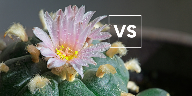 Jak wypada na tle innych gatunków pejotlu? Jak wypada na tle innych gatunków pejotlu?