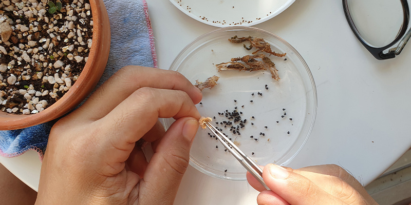 Lophophora decipiens: FAQ Lophophora decipiens: FAQ