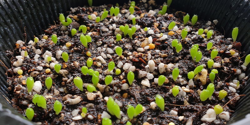 Lophophora decipiens: Fast-growing, fascinating, and full of potential Lophophora decipiens: Fast-growing, fascinating, and full of potential