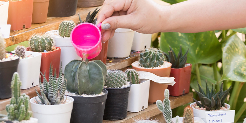 Podlewanie, światło i temperatura Podlewanie, światło i temperatura