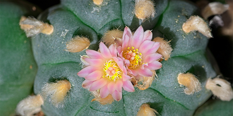 Czym jest Lophophora decipiens? Czym jest Lophophora decipiens?