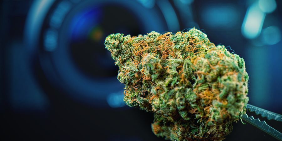 Używaj najlepszych topsów Use Top-Shelf Bud