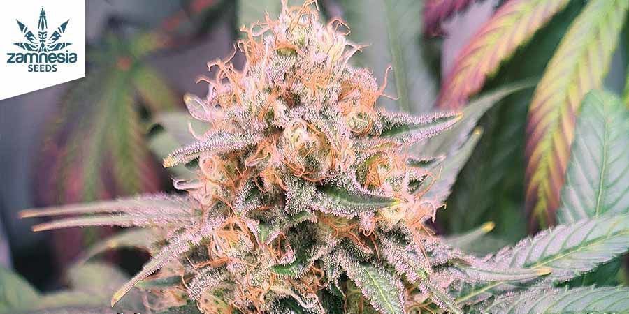 Og Double Bubble Og Double Bubble