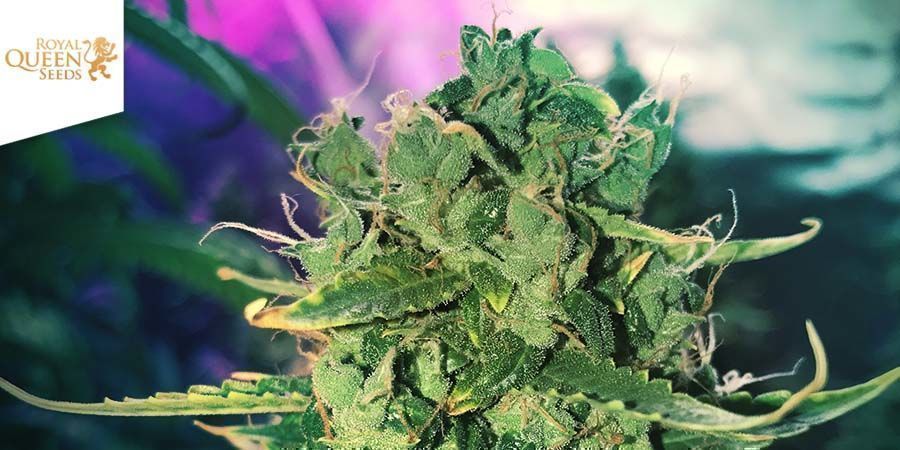 Royal Cookies Automatic - Royal Queen Seeds Royal Cookies Automatic - Royal Queen Seeds