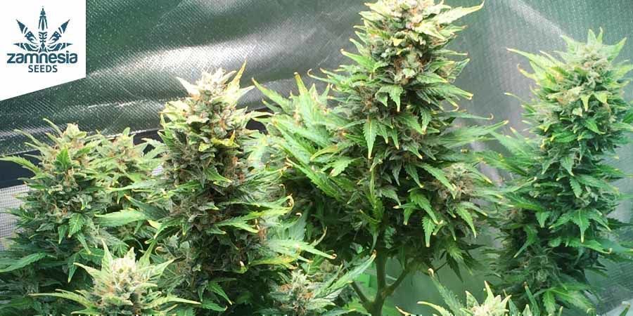 Runtz Auto Runtz Auto