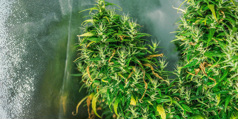 Czym jest foxtailing u marihuany?