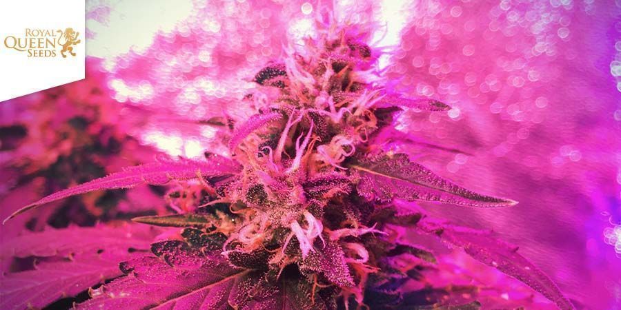 Candy Kush Express - szybkie kwitnienie (Royal Queen Seeds) feminizowana Candy Kush Express - Fast Flowering (Royal Queen Seeds) Feminized