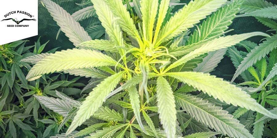 Strawberry Cough (Dutch Passion) Feminized Strawberry Cough (Dutch Passion) Feminized