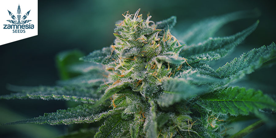 Super Silver Haze (Zamnesia Seeds) feminizowane Super Silver Haze (Zamnesia Seeds) feminizowane