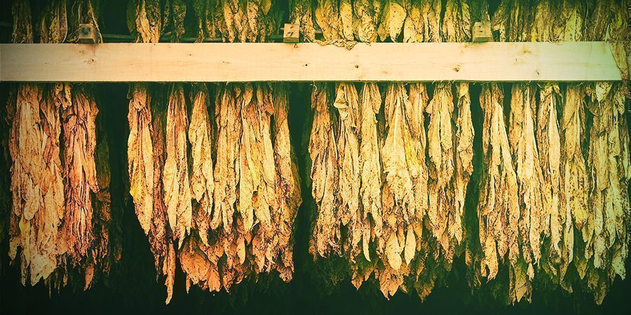 Czas zebrać i wysuszyć plony