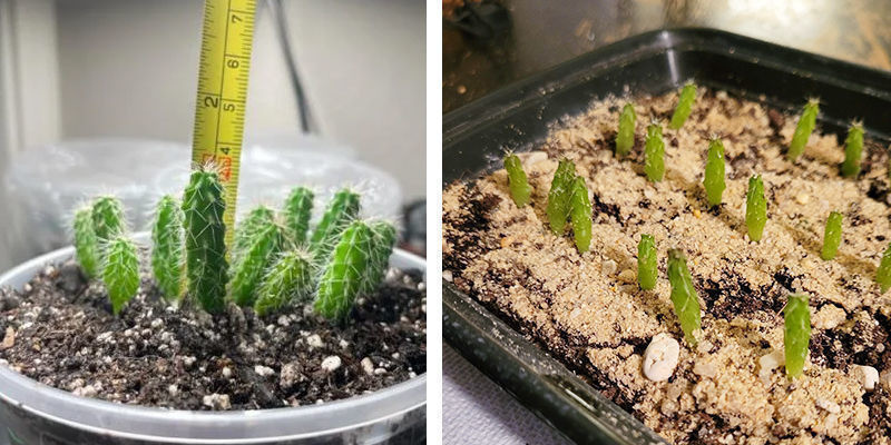 Uprawa z nasion Uprawa z nasion