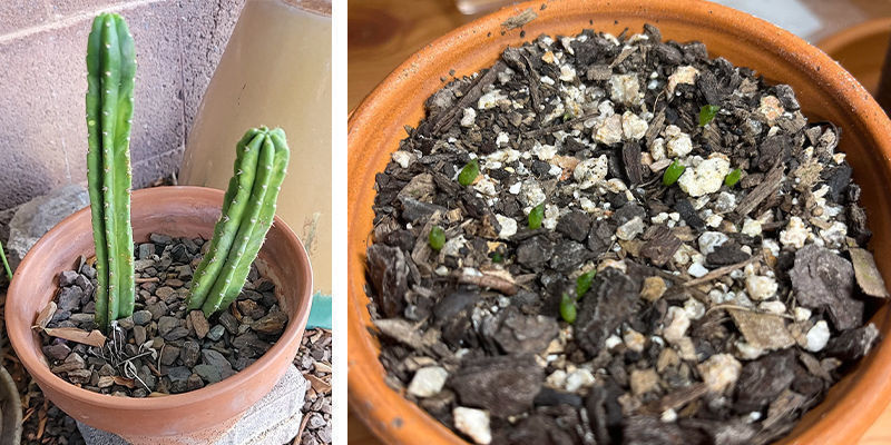 Wybór doniczki i drenaż Pot selection and drainage