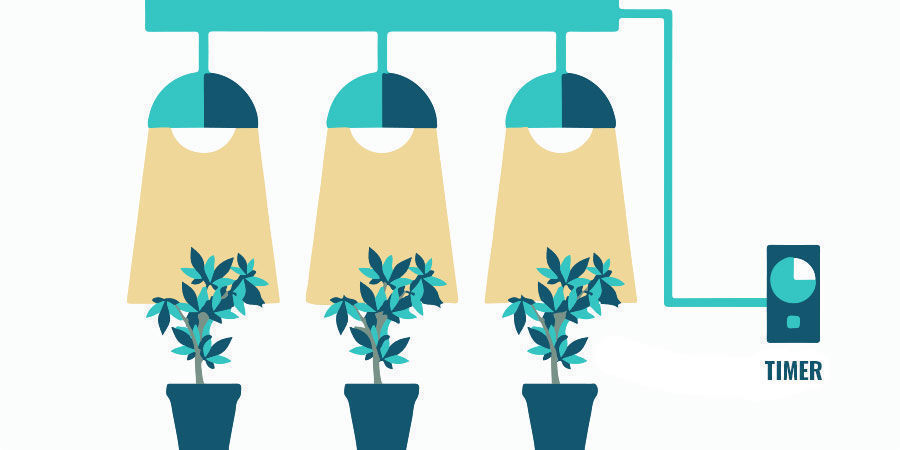 Problemy podczas kwitnienia marihuany: dostosuj oświetlenie