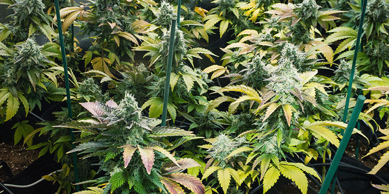 Na czym polega metoda Sea Of Green (SOG)?