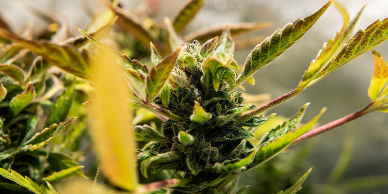 Czym jest odmiana autokwitnąca?