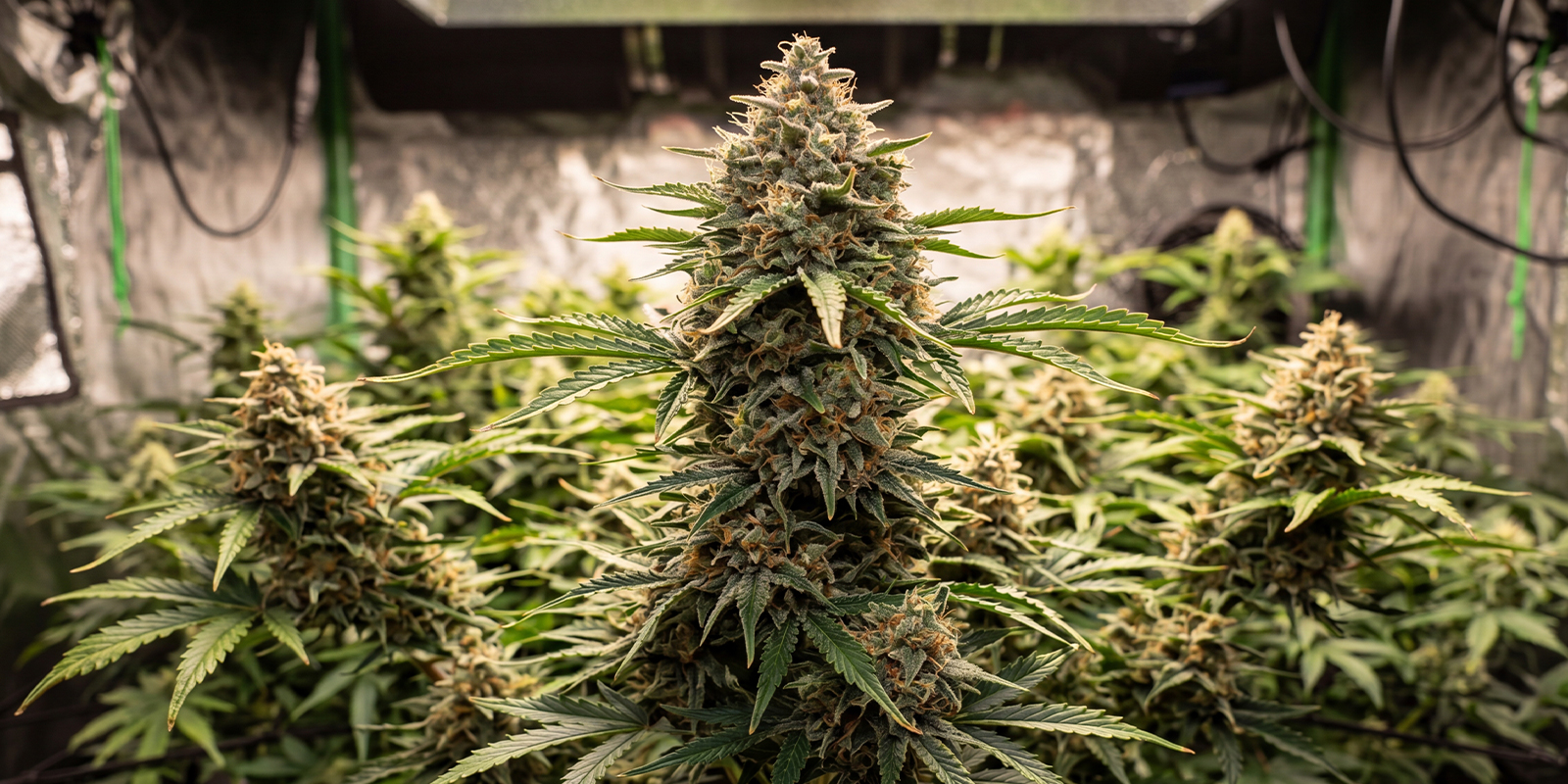 Auto Amnesia XXL (Advanced Seeds)