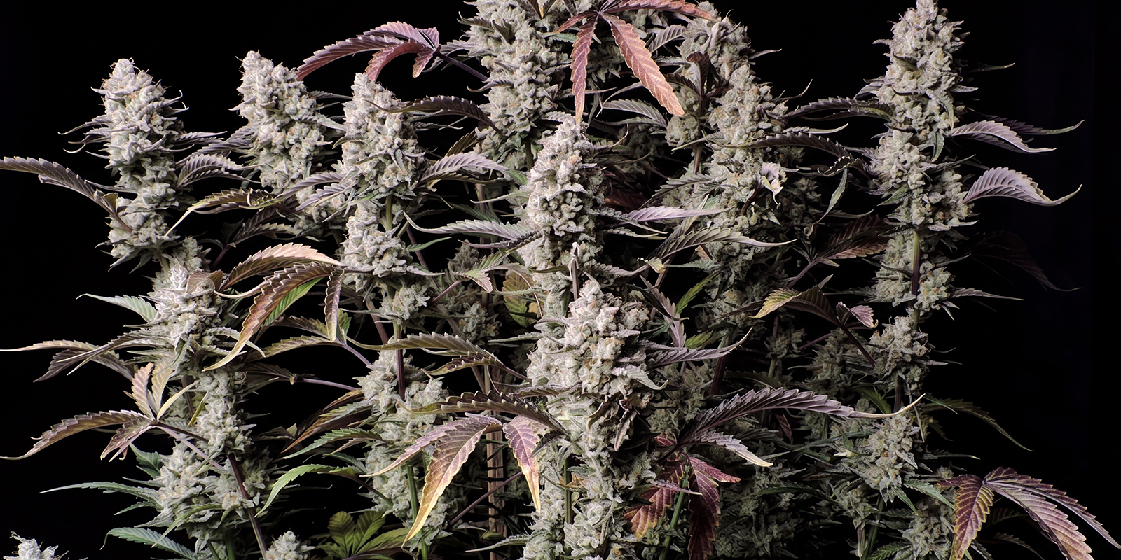 Auto Zkittlez (Advanced Seeds)