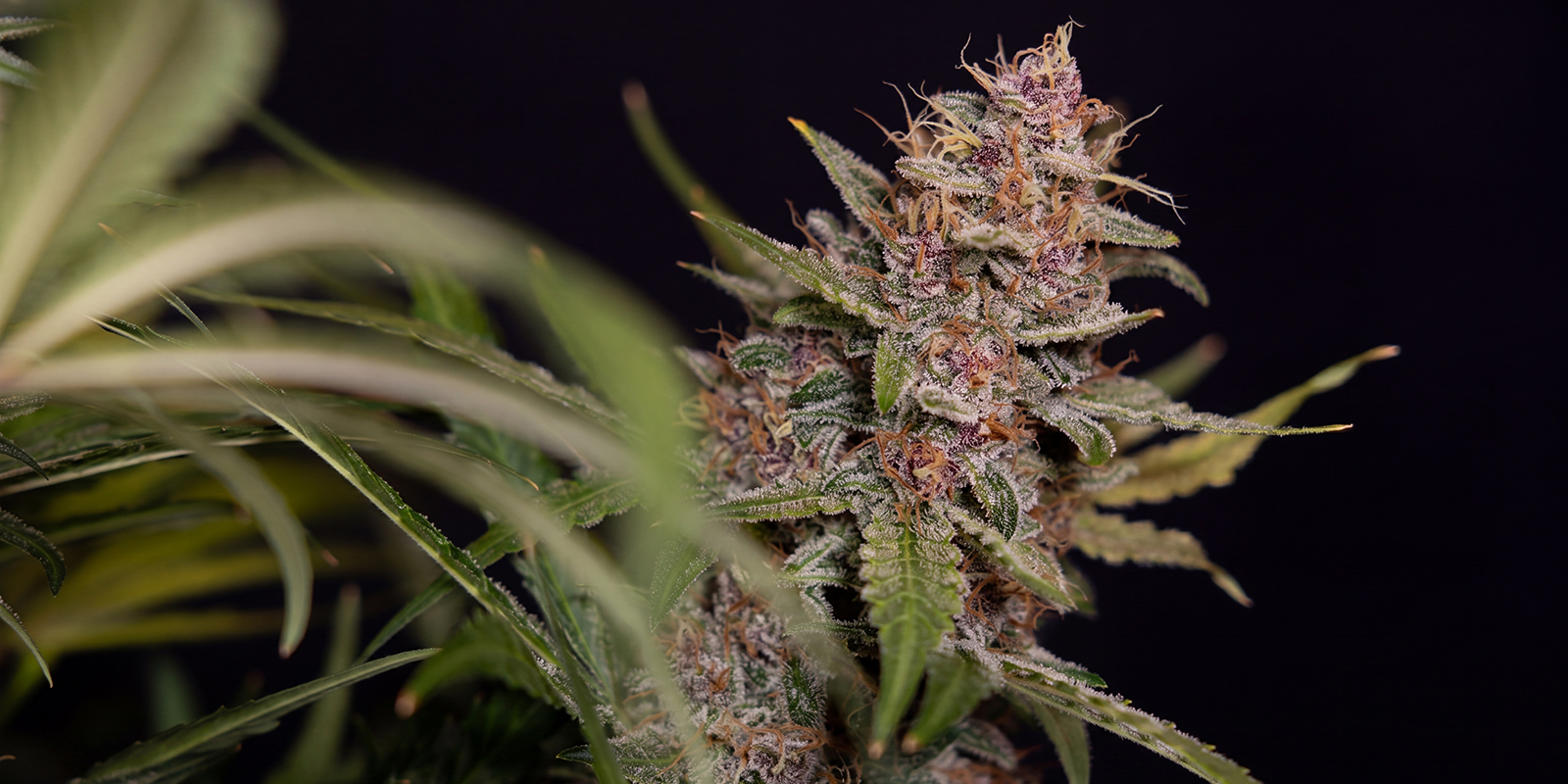 Black Orchid Automatic (Zamnesia Seeds)