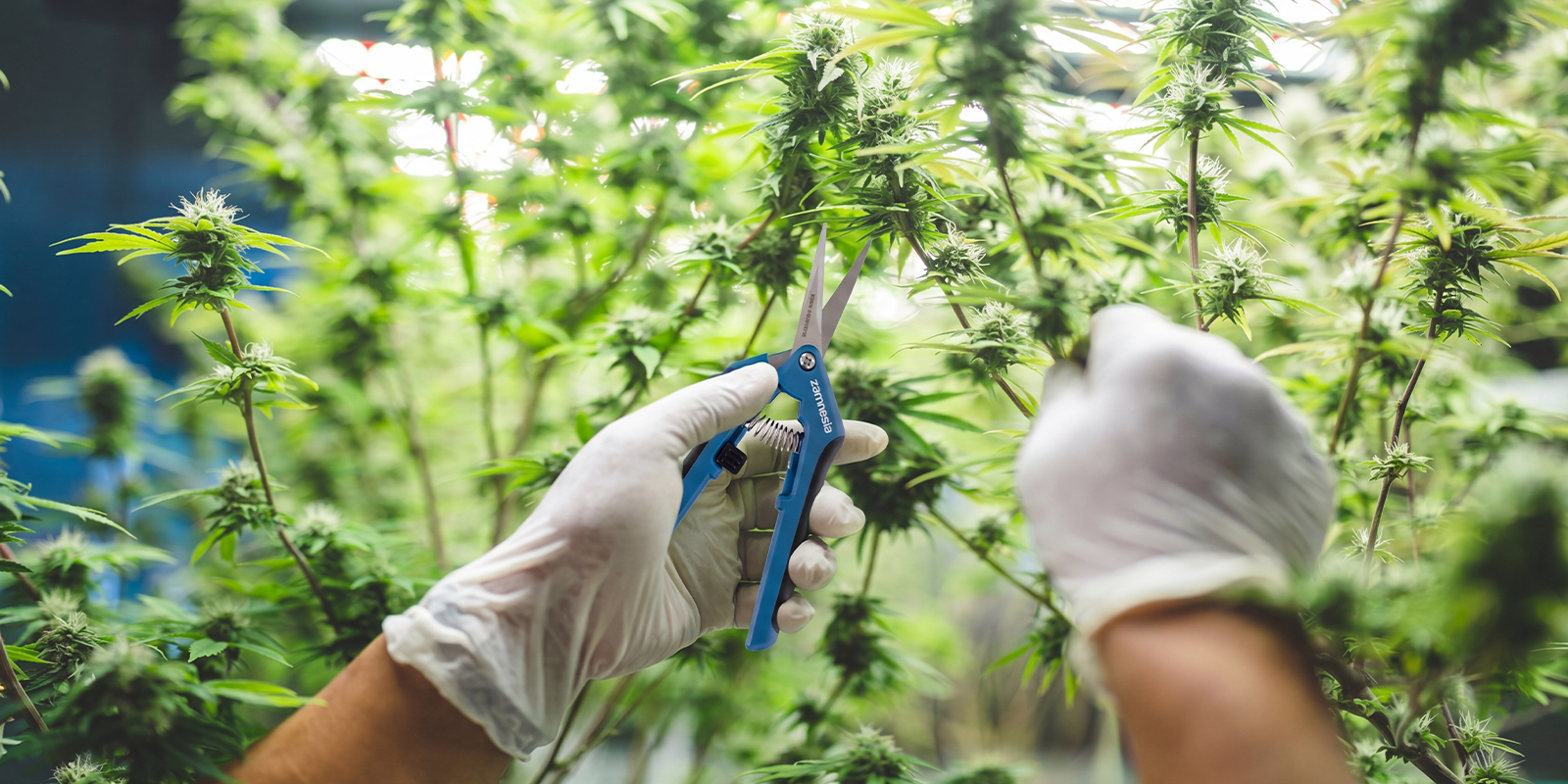 Ostatnie przemyślenia o plennych autoflowerach