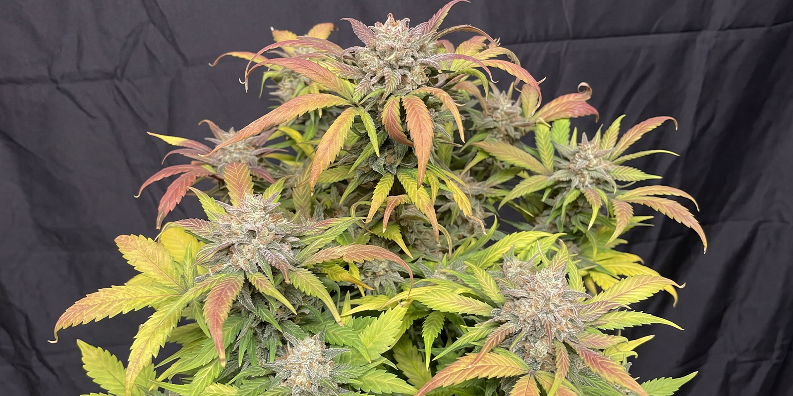 Forbidden Runtz XL Auto (Growers Choice)