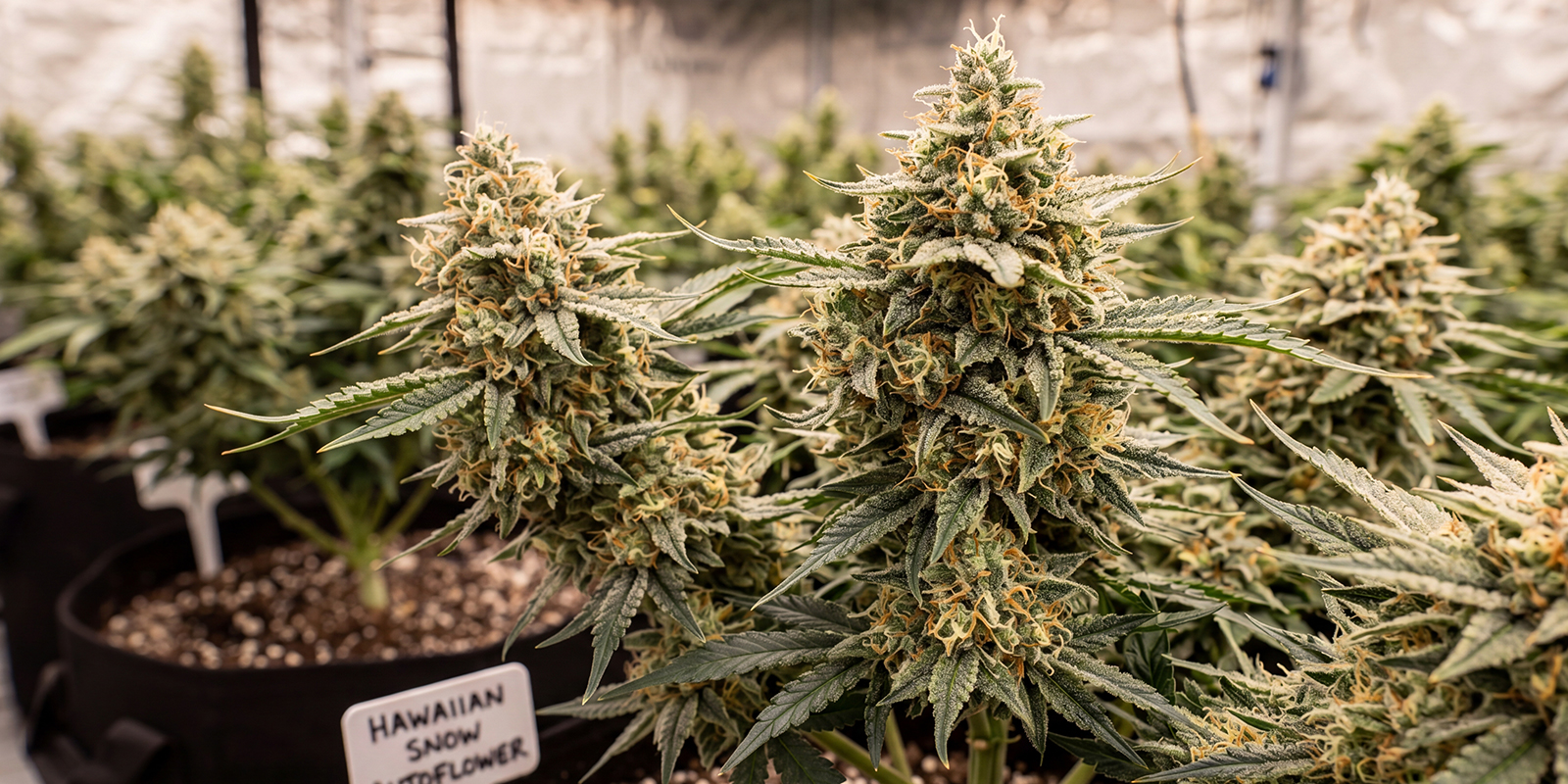 Hawaiian Snow Autoflower (Zamnesia Seeds)
