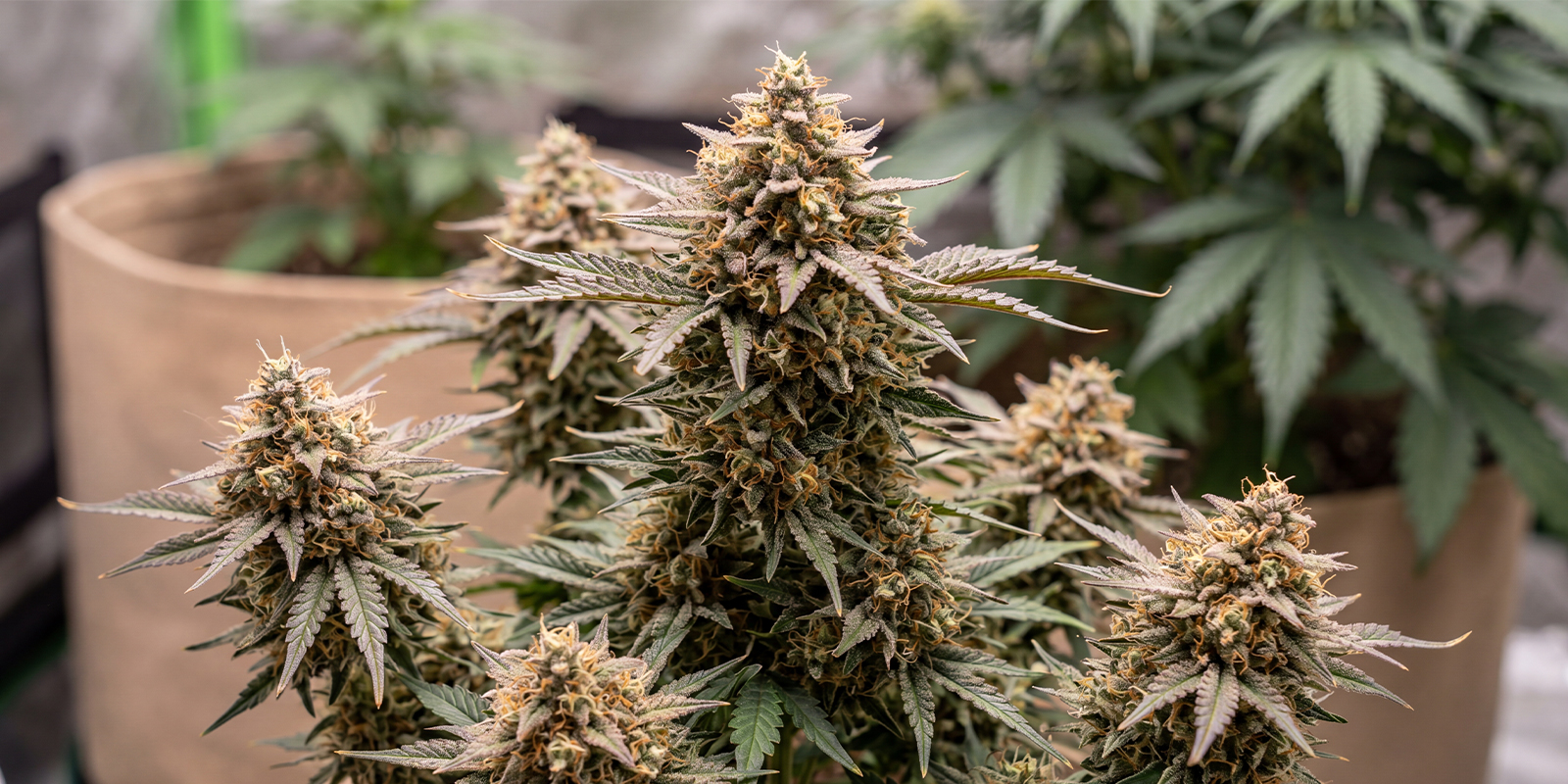 Membrana Hiper Autoflowering (VIP Seeds)