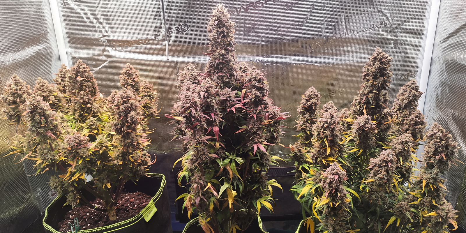 North Thunderfuck Automatic (Royal Queen Seeds)