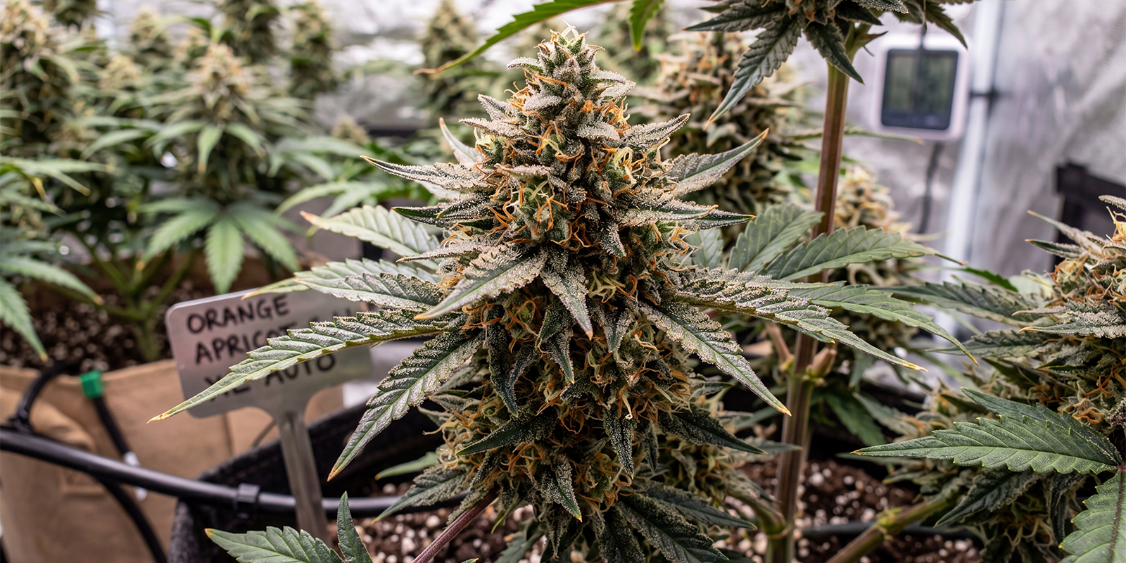 Orange Apricot Glue XL Auto (Seed Seeds)