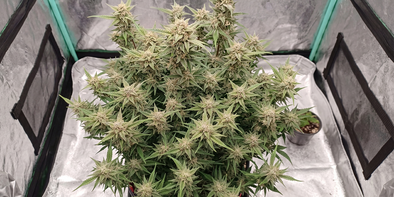 Strawberry Gorilla Auto (FastBuds)