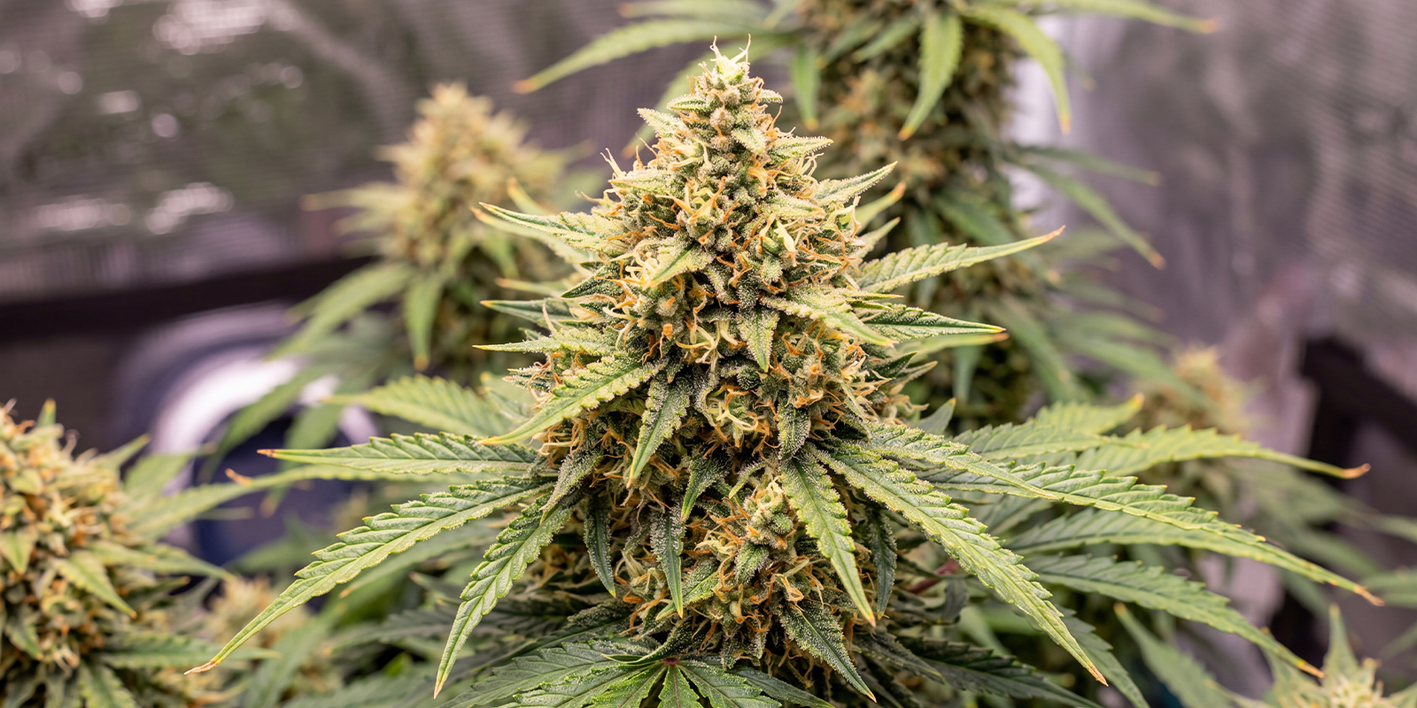Trainwreck Automatic (Zamnesia Seeds)