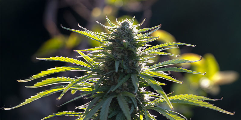 Permanent Marker Permanent Marker