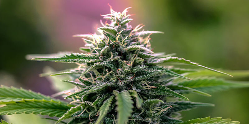 Korzyści z odmian hybrydowych Korzyści z odmian hybrydowych