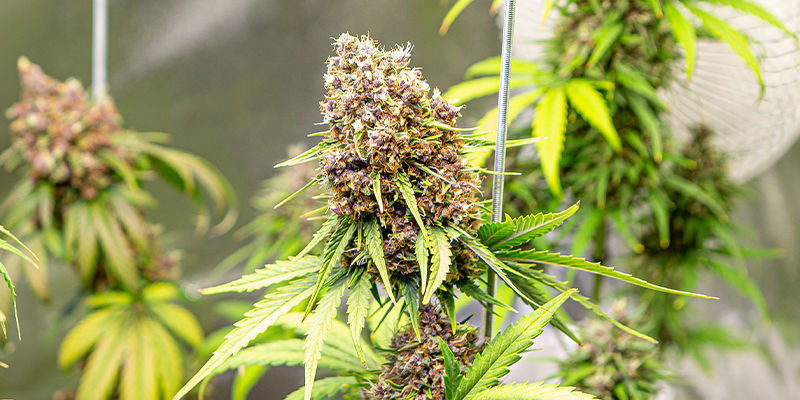 Jak wybrać odpowiednią hybrydową odmianę Jak wybrać odpowiednią hybrydową odmianę