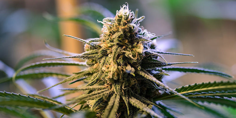 Najlepsze hybrydowe odmiany marihuany Najlepsze hybrydowe odmiany marihuany