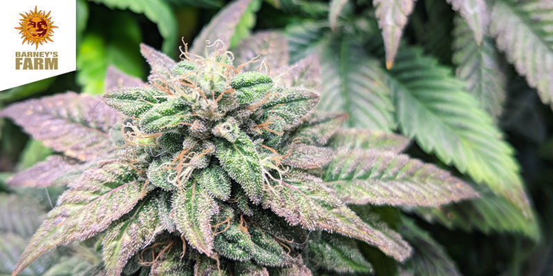 Bubba Kush (Barneys Farm) Bubba Kush (Barneys Farm)