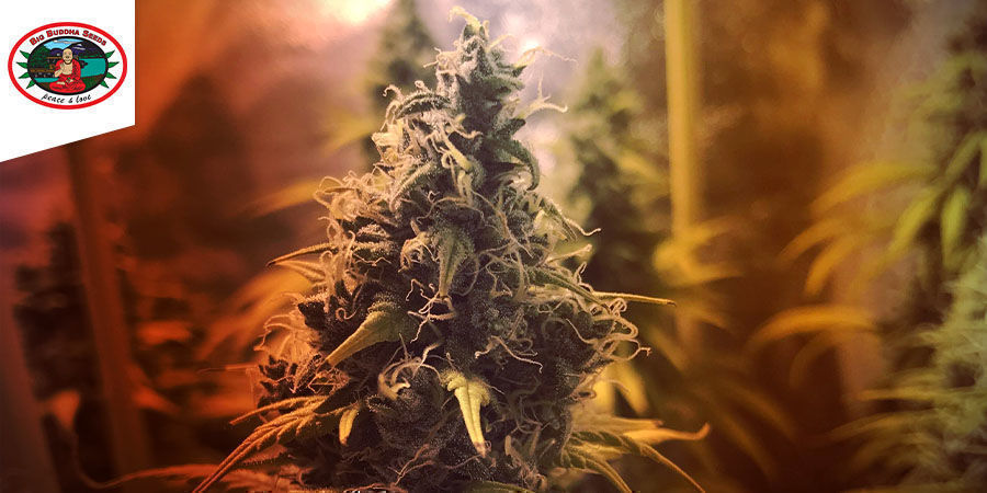 Big Buddha Cheese - Big Buddha Seeds Big Buddha Cheese - Big Buddha Seeds