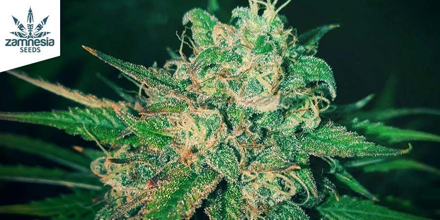 Cheese - Zamnesia Seeds Cheese - Zamnesia Seeds