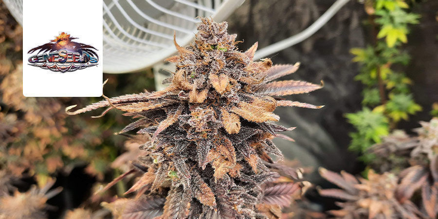 Black Hell Black Hell