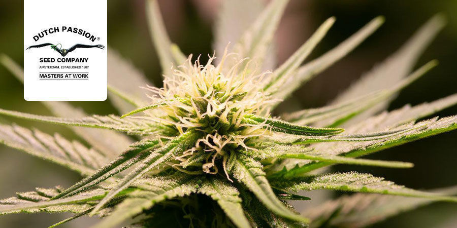 Durban Poison Durban Poison