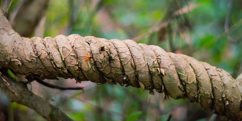 Podsumowanie – African Dream Root