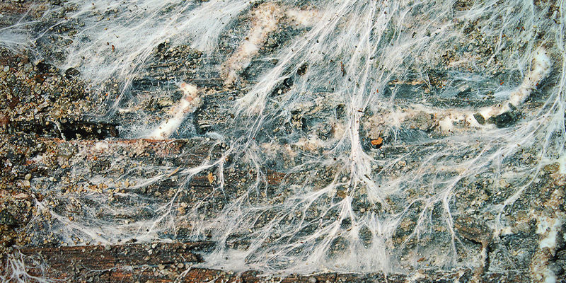 Jak rozwija się grzybnia