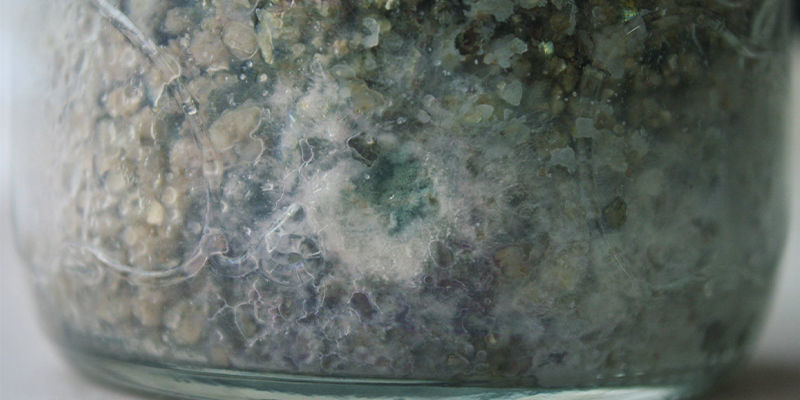 Jak odróżnić grzybnię od pleśni