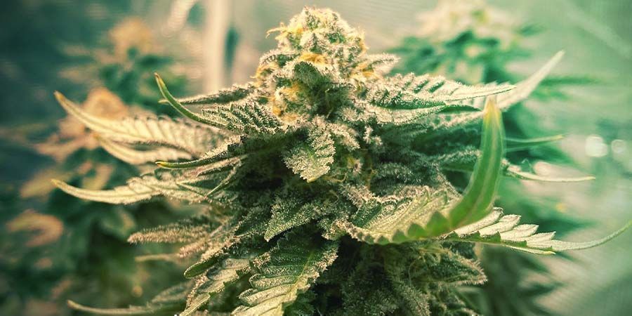 Girl Scout Cookies - Genetyka i cechy uprawy