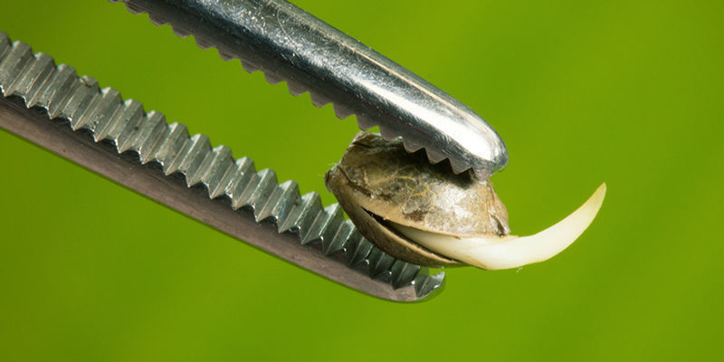 Zacznij swoją uprawę już teraz