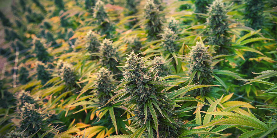 4 techniki przycinania marihuany, aby zwiększyć plon
