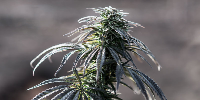 Afghan Skunk (Advanced Seeds) Afghan Skunk (Advanced Seeds)