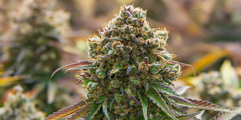 Odmiany automat czy fotoperiodyczne? Odmiany automat czy fotoperiodyczne?