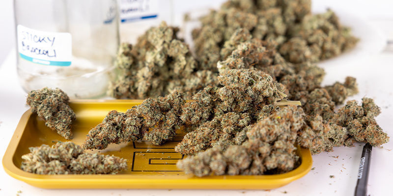 Od nasiona do zbiorów: jak uzyskać najlepsze plony w uprawie indoor Od nasiona do zbiorów: jak uzyskać najlepsze plony w uprawie indoor