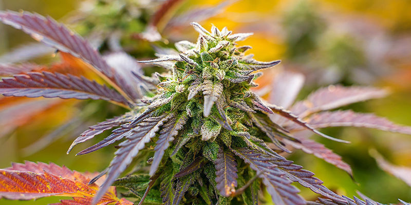 Owocowy Poncz (Zamnesia Seeds) Fruit Punch (Zamnesia Seeds)